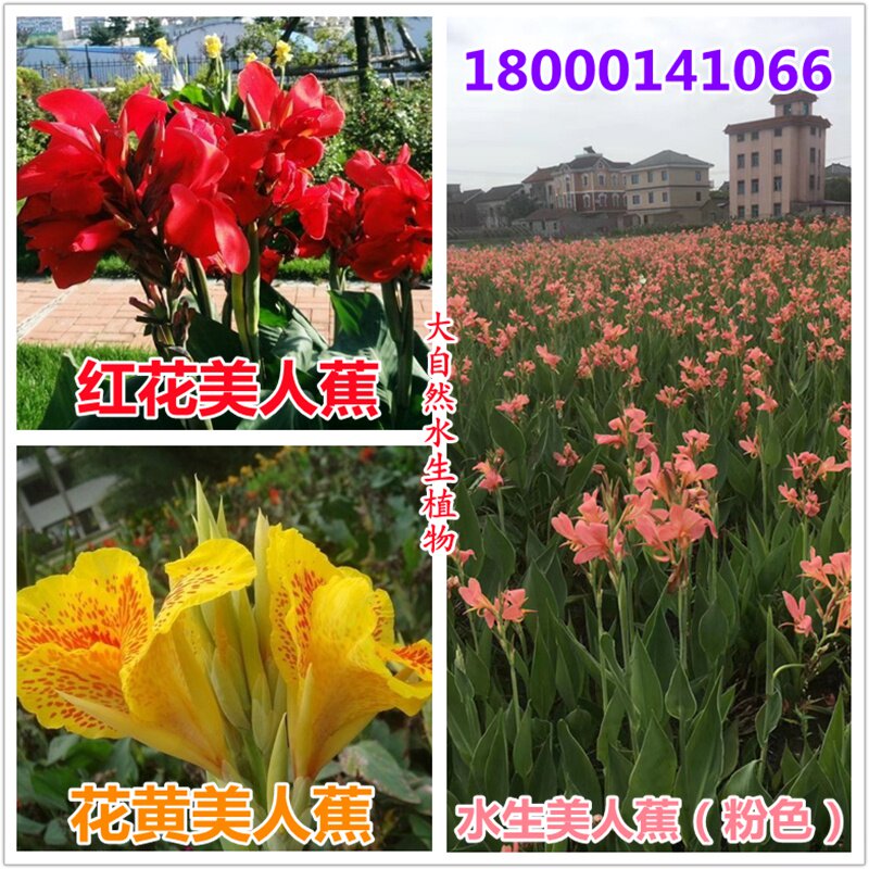 水生美人蕉苗花苗美人蕉植物盆栽室外庭院绿化沼泽过滤污水处理.