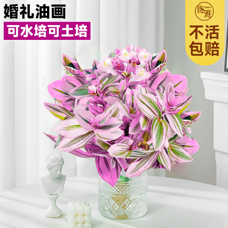 油画婚礼吊兰盆栽水培植物高端办公室内绿植花卉网红多肉懒人四季