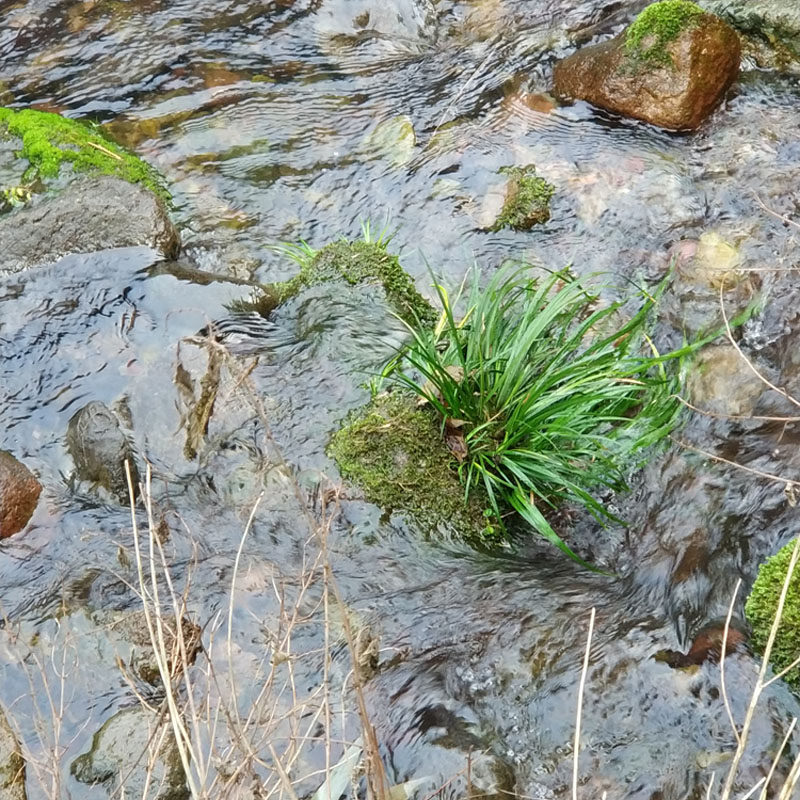 假山造景绿植卷柏菖蒲盆景吸水石植物F岩柏不死草盆景猫耳朵苦苣
