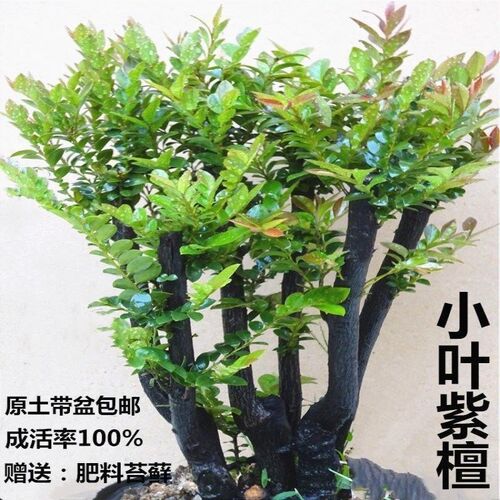 名贵小叶紫檀盆景 紫檀树t桩客厅盆景 室内盆栽花卉四季常青绿植