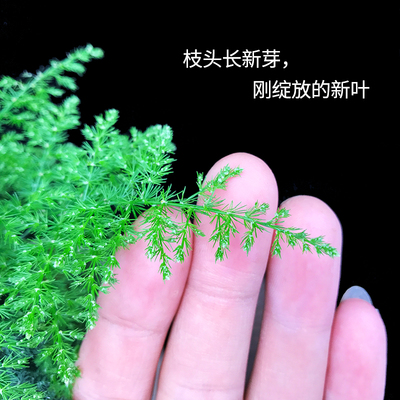 文竹盆栽植物微景观室内花盆陶瓷C净化空气四季常青盆景造型小创