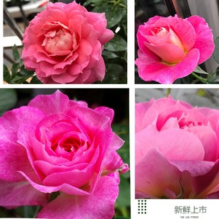 海神王月季花苗特大花阳台盆栽庭院地栽四季开花T不断抗病勤花微