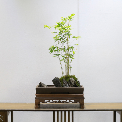 米竹盆栽室内客i厅办公室桌面绿植懒人植物好养吸水石微景观水培