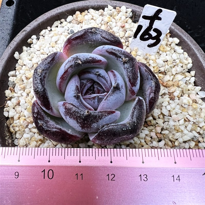 黑橙子 墨玉 肉肉多肉植y物小盆栽绿植花卉  一物一拍!