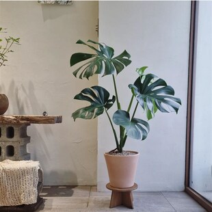 老桩龟背竹盆栽室内客厅大型绿植净T化空气大叶植物 苏太植物