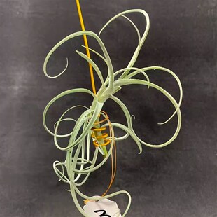 空气凤梨植物松萝杂树猴 松萝猴 一物一拍Y 实物如图