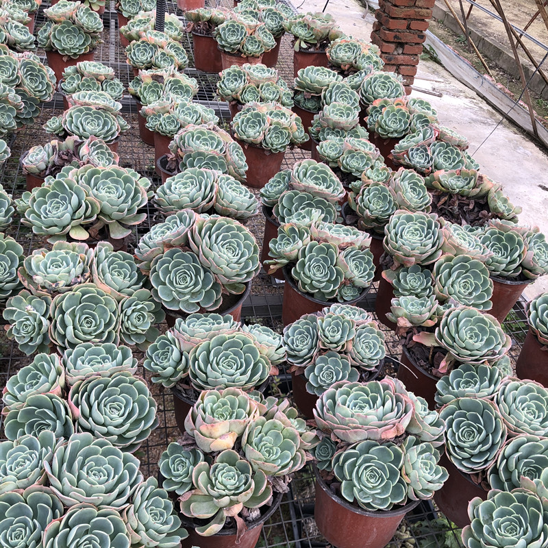 玉蝶多肉植物老j桩超大一物一拍包邮大颗组合盆栽绿植花卉含盆带