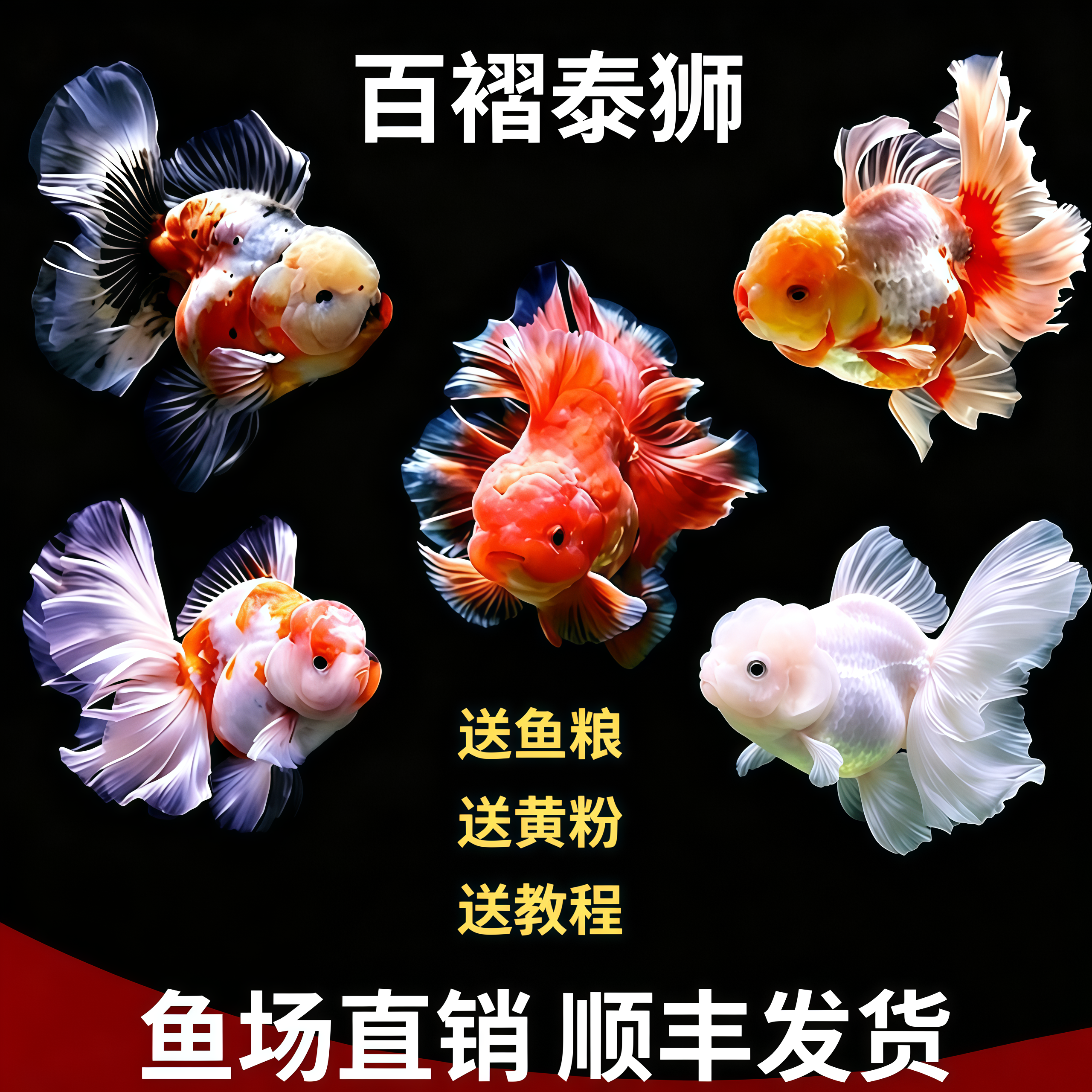 百褶泰狮金鱼泰国进口泰狮活体观赏鱼冷水鱼红泰狮招财鱼鱼场直销