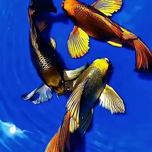 蝴蝶鲤活体黄金锦鲤大尾古铜蝴蝶鲤火凤凰蝴蝶鲤精品熊猫蝴蝶鲤