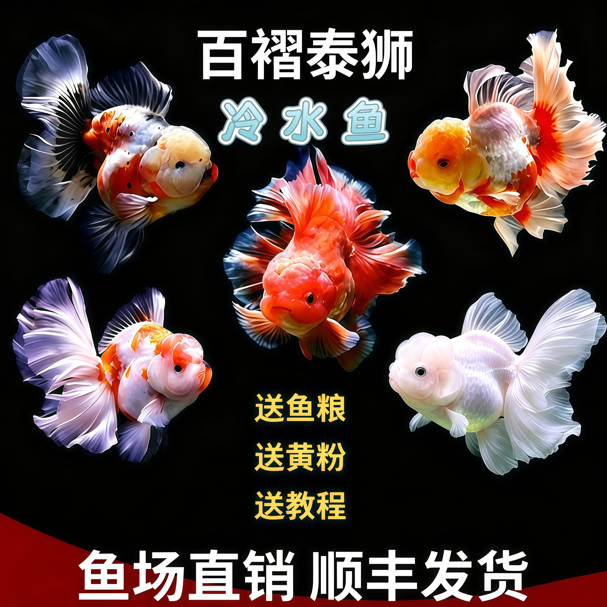百褶泰狮金鱼泰国进口泰狮活体观赏鱼冷水鱼红泰狮招财鱼鱼场直销