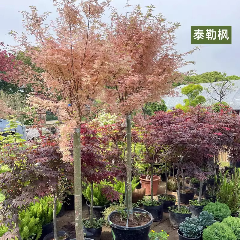 枫树盆景羽毛枫红枫树苗泰勒黄金流泉青龙大垂吊彩叶花镜耐寒植物图片