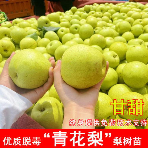 青花梨树苗特大早熟脆甜梨苗盆栽地栽南方北方种当年结果果树果苗