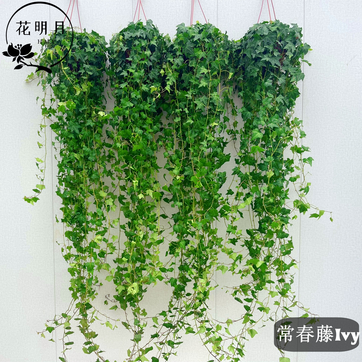 常春藤盆栽垂吊植物爬藤植物室内外壁挂墙绿植长青藤吊篮悬挂净化图片