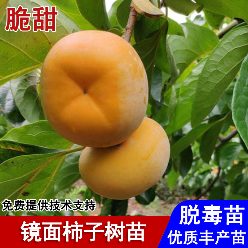 嫁接镜面柿子树苗耐寒无核脆甜柿子苗盆栽庭院南北方种植当年结果图片