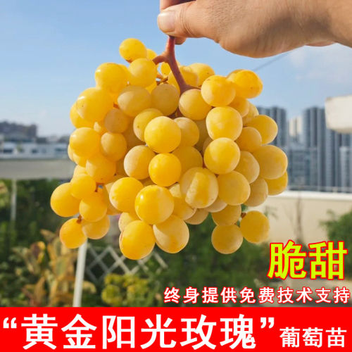 嫁接黄金阳光玫瑰葡萄树苖脆甜无籽阳光13葡萄苗南方北方当年结果
