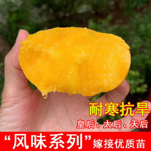 嫁接风味天后桃树苗风味皇后蟠桃苗晚熟黄肉黄金桃当年结果果树苗