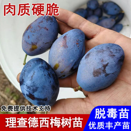 嫁接理查德西梅树苗耐寒新疆纯甜西梅李子苗盆栽庭院种植当年结果
