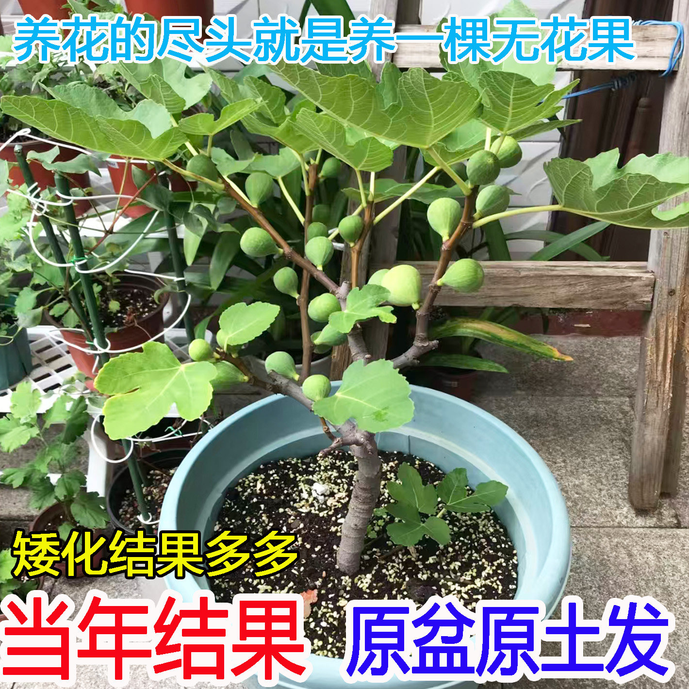 矮化盆栽无花果树苗格莱斯波姬红青皮无花果苗南北方种植当年结果图片