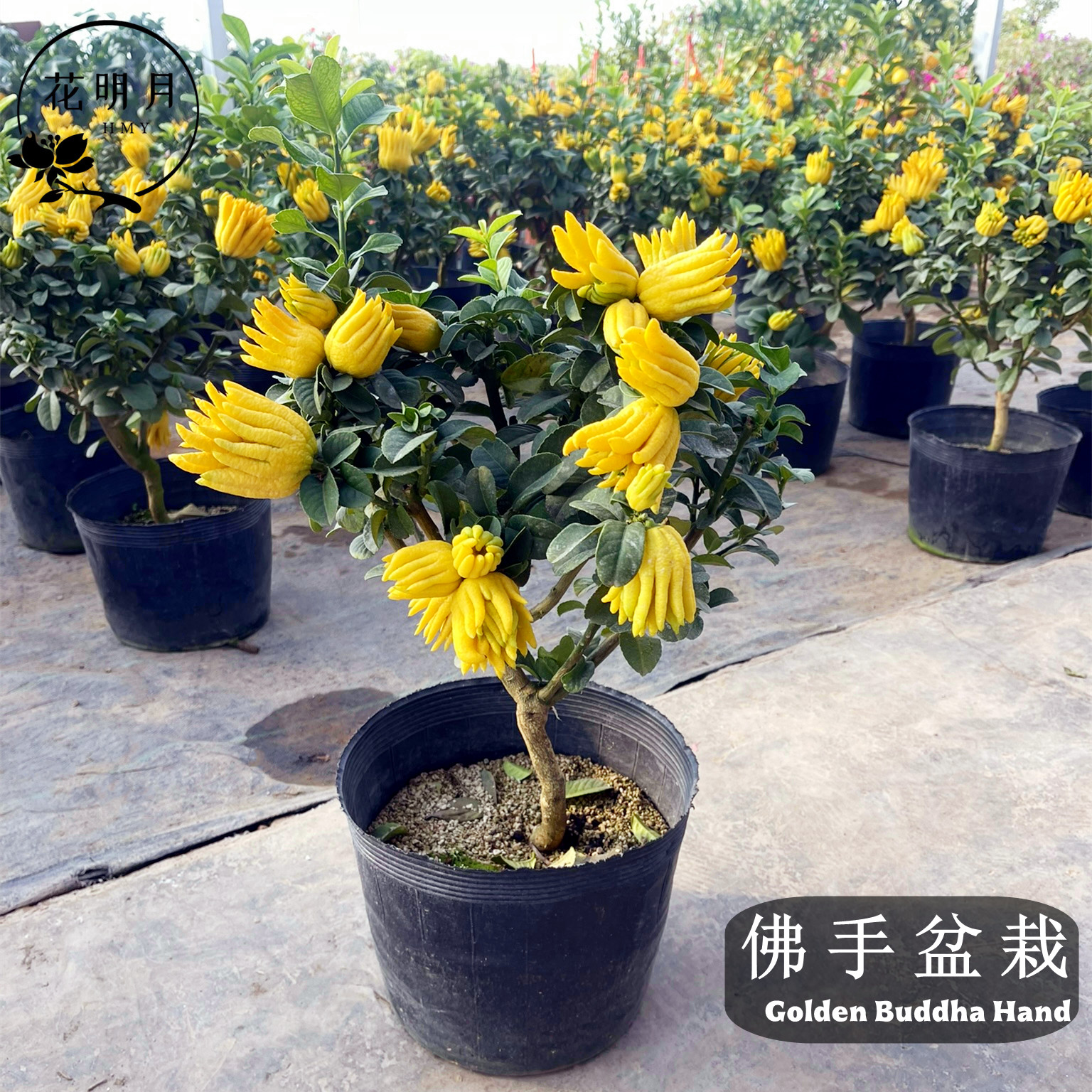 小果千指佛手盆栽金佛手柑盆栽金华大果佛手室内客厅带果年宵果树图片