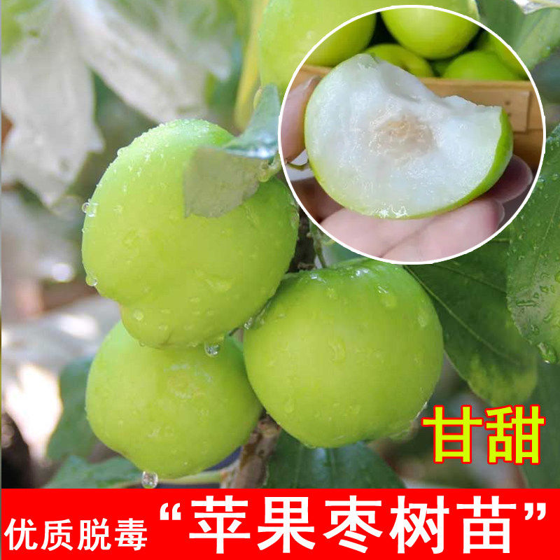 苹果枣树活苗嫁接牛奶枣大青枣树