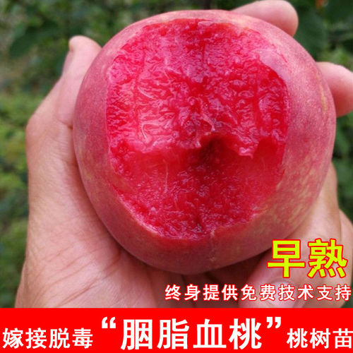 嫁接胭脂脆血桃树苗6月成熟早熟血桃苗北方南方种当年结果果树苗