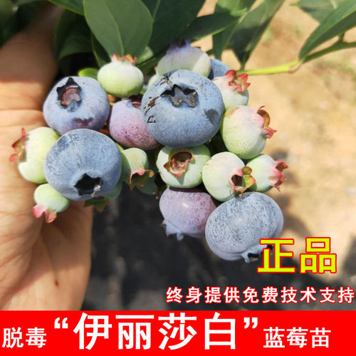 伊丽莎白蓝莓树果苗北高丛耐寒蓝莓树苗盆栽地栽南方北方当年结果