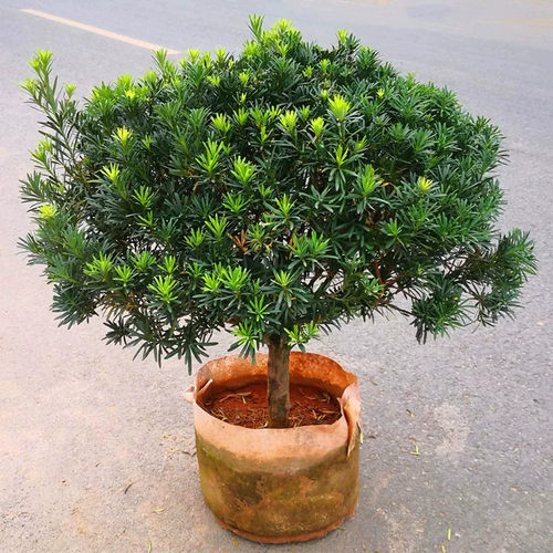 罗汉松树苗雀舌大叶小米盆栽盆景阳台黑珍珠耐特寒常青植物带土球
