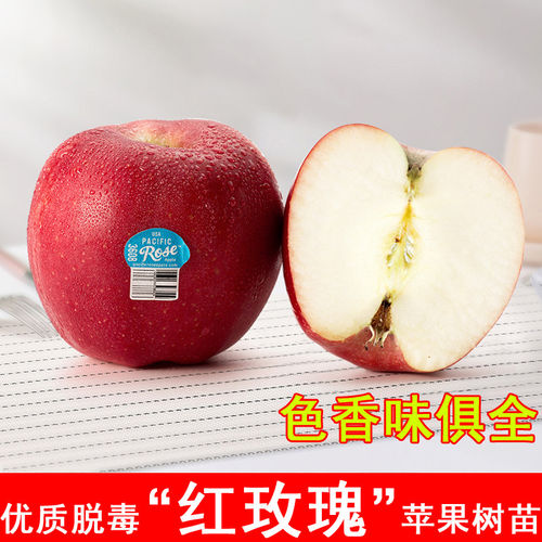 红玫瑰苹果树苗特大晚熟嫁接新西兰苹果苗庭院南方北方种当年结果