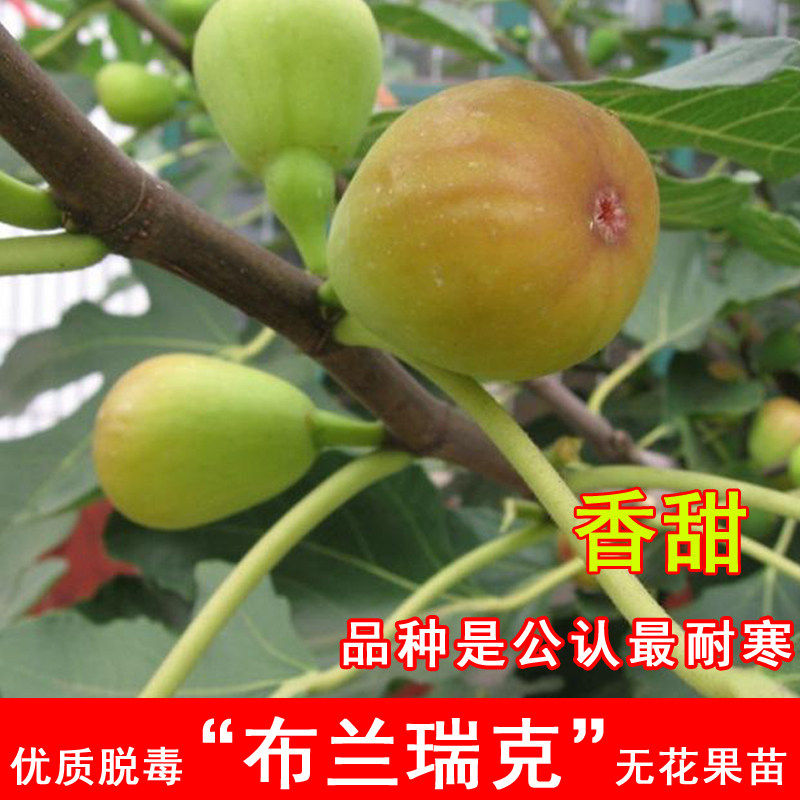 布兰瑞克无花果树苗特大糖心无花果苗耐寒南方北方当年结果果树苗