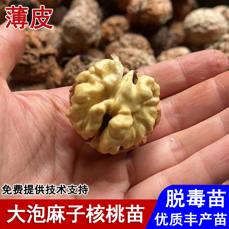 云南漾濞大泡麻子核桃树苗纸皮麻子核桃苗盆栽庭院南北方当年结果图片