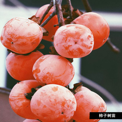 火晶软柿子树果苗庭院果树嫁接苗特大脆甜柿子苗树耐寒甜柿子活苗