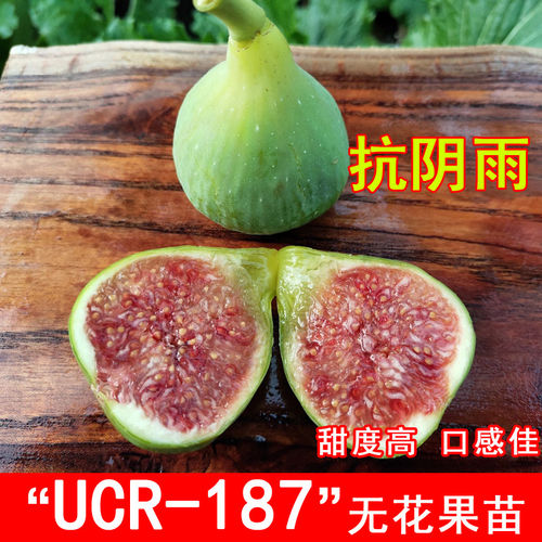UCR-187无花果树苗特大黄果糖心无花果苗盆地栽南方北方当年结果