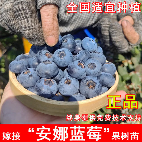 安娜蓝莓树苗早熟带土蓝莓果苗阳台盆栽地栽北方南方种植当年结果