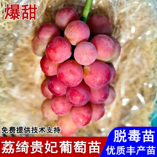 嫁接荔绮贵妃葡萄树苗荔枝葡萄苗香甜多汁盆栽庭院南北方当年结果