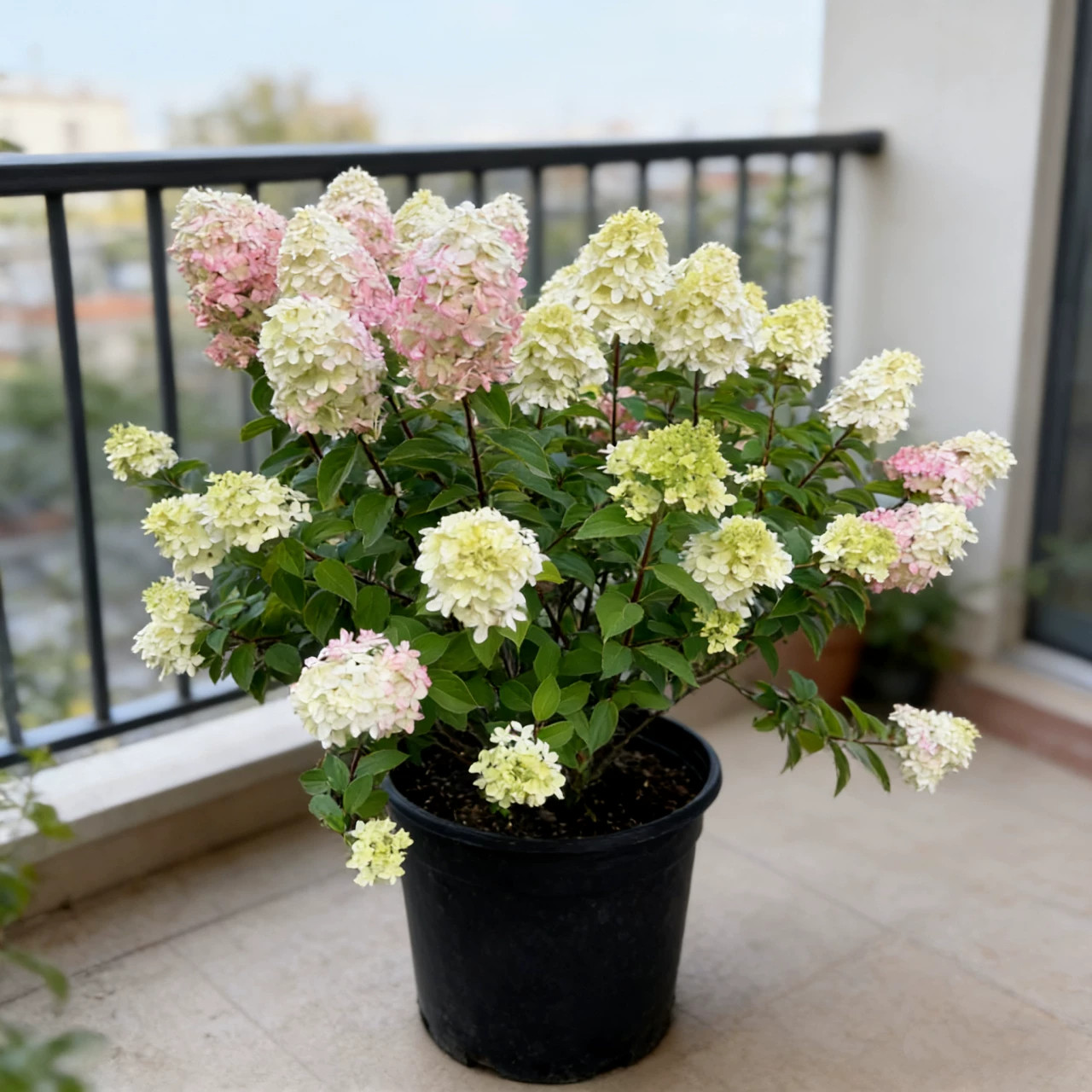 圆锥绣球花苗盆栽石灰灯香草草莓北极熊阳台花园庭院耐寒植物花卉