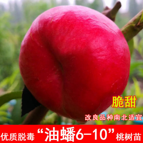 嫁接油蟠6-10桃树苗早熟特大6月成熟油桃苗北南方当年结果果树苗