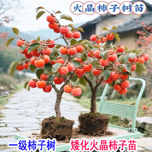 柿子苗树脆甜柿火晶柿子树果苗南北方种植庭院果树盆栽柿子树苗
