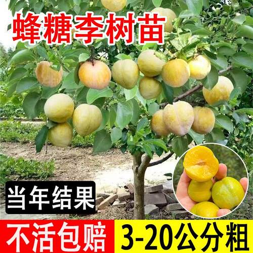 李子树苗嫁接冰糖李树苗