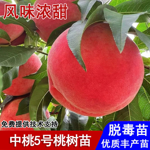 嫁接中桃5号桃树苗特大全红脆甜桃树苗7月成熟南北方种植当年结果