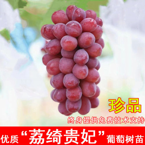嫁接荔绮贵妃葡萄树苖罗拉玫瑰葡萄苗北方南方种植当年结果果树苗