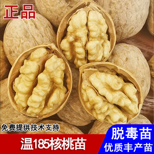 温185核桃树苗新疆纸皮薄皮核桃苗盆栽庭院地栽南北方种当年结果