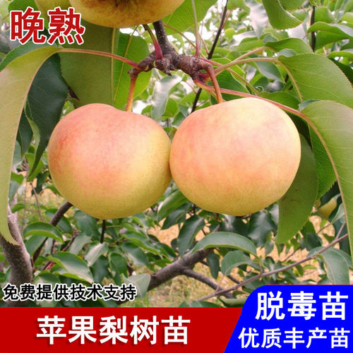 新品种延边苹果梨树苗嫁接耐寒晚熟香酥梨苗盆栽庭院种植当年结果