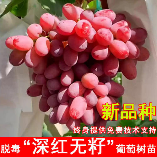 嫁接深红无籽葡萄树苖无核澳洲美人指葡萄苗南北方当年结果果树苗