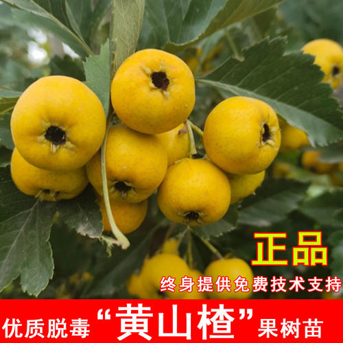 黄山楂树活苗嫁接黄金豆甜山楂苗盆地栽庭院南方北方种植当年结果