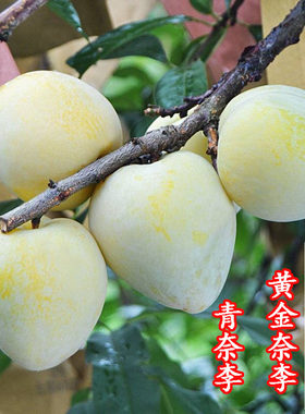 蜜糖黄金奈李子树苗空心李子青奈李苗树南方北方种植庭院果树果苗