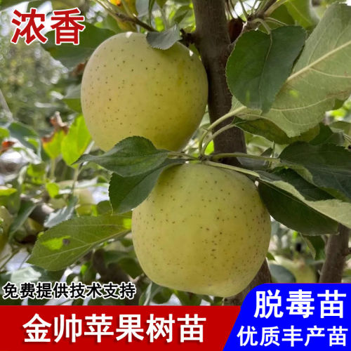 嫁接老品种金帅黄元帅苹果树苗矮化盆栽黄香蕉苹果苗种植当年结果