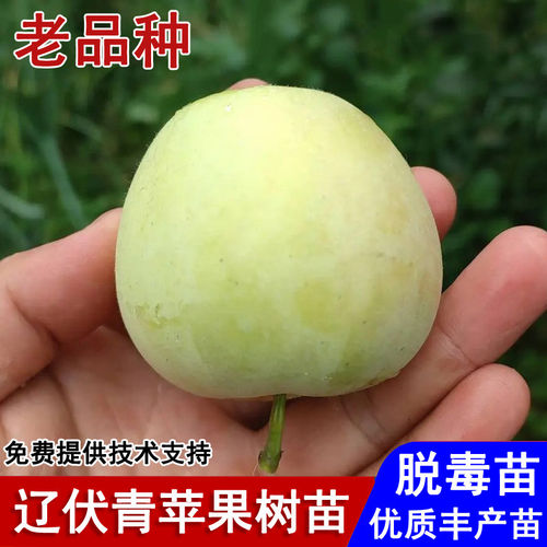 嫁接辽伏青苹果树苗老品种早熟青苹果苗盆栽庭院地栽种植当年结果