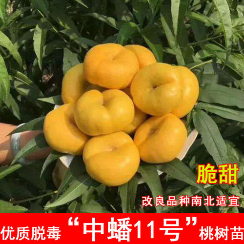 嫁接中蟠11号桃树苗7月成熟黄金毛蟠果桃苗北方南方种植当年结果