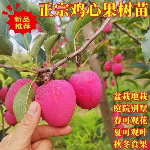 鸡心果树苗南北方四季种植耐寒植物矮化活苗庭院盆栽种植当年结果