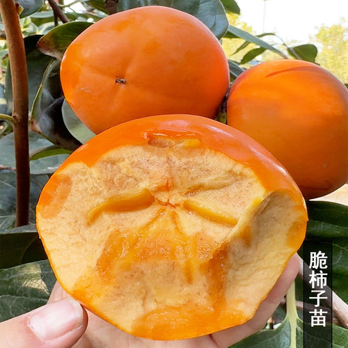 水果柿子苗甜脆柿子苗冰糖心甜柿子树苗特大脆甜柿子苗树庭院果树